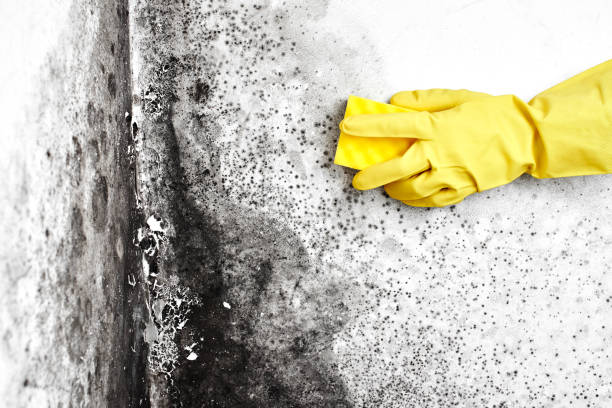 Best Mold Damage Restoration  in Pico Rivera, CA